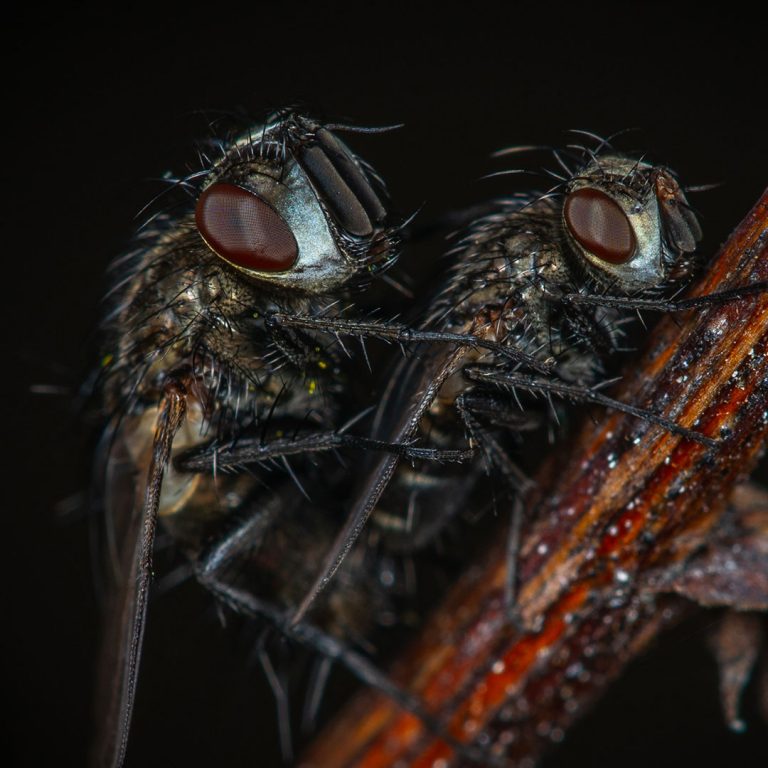 insects-flies-wasps-cockroaches-control-pest-management-01