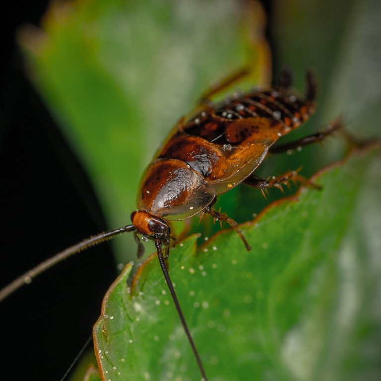 insects-flies-wasps-cockroaches-control-pest-management-02