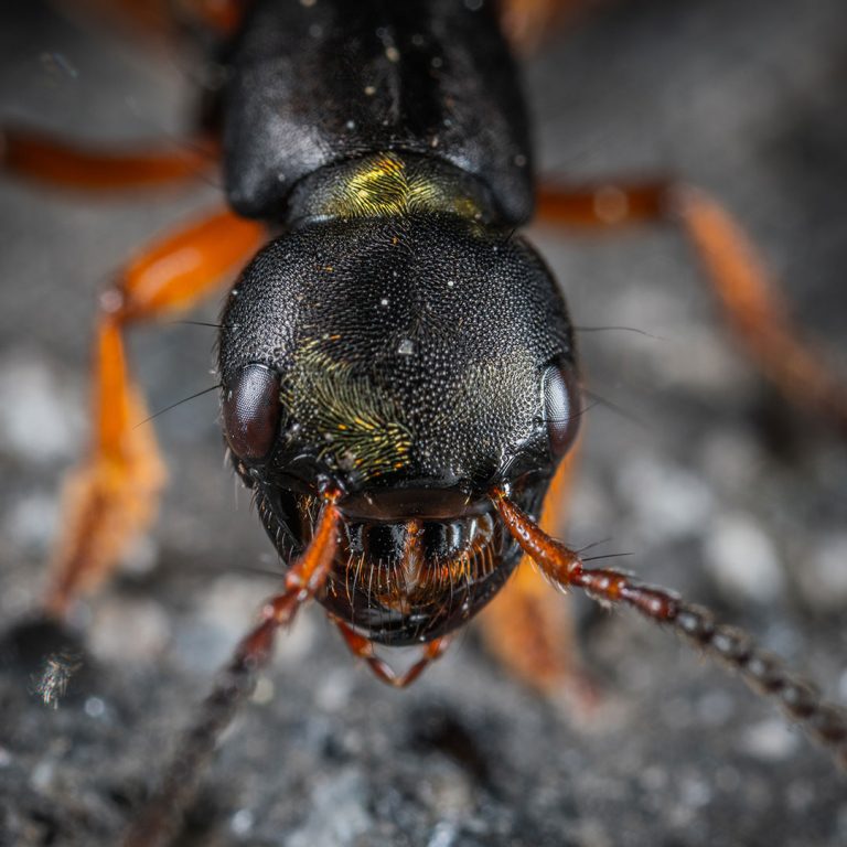 insects-flies-wasps-cockroaches-control-pest-management-06