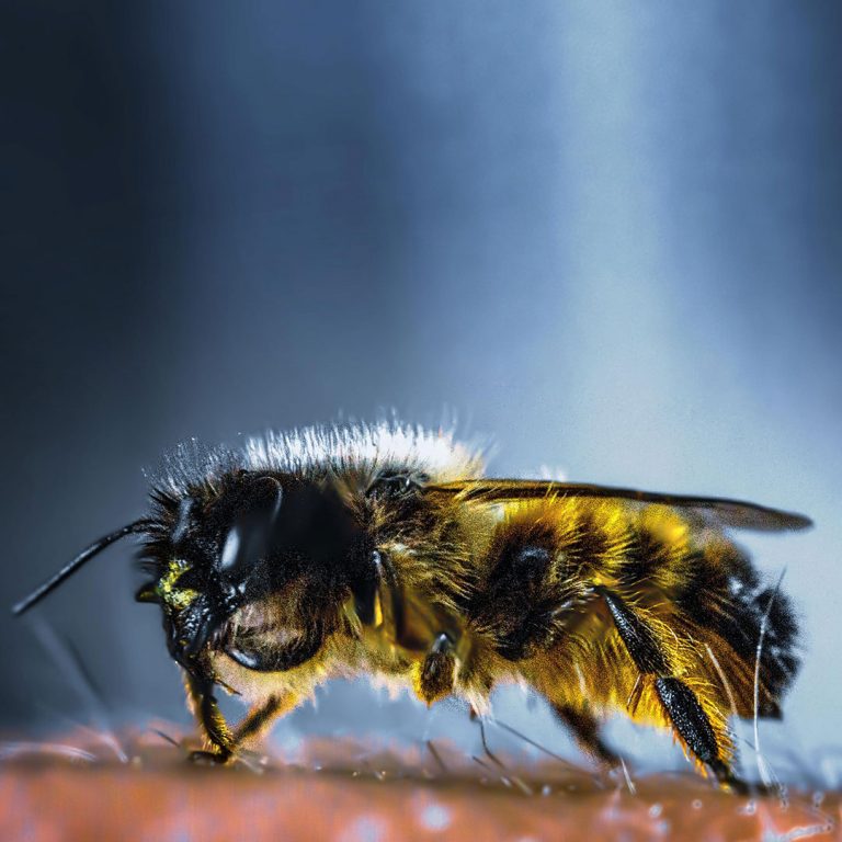 insects-flies-wasps-cockroaches-control-pest-management-09